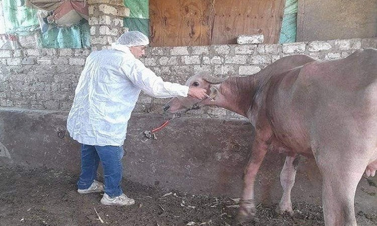 تحصين 350 ألف رأس ماشية ضد مرض الحمى القلاعية بالمنوفية