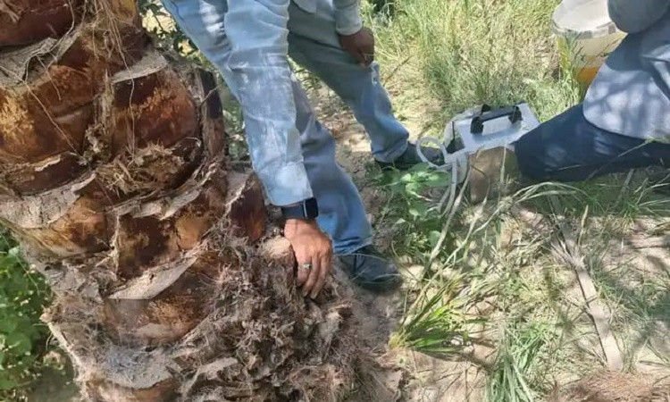 الإسماعيلية1