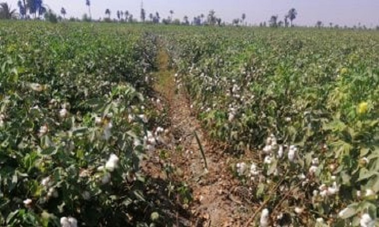 بدء موسم جني القطن بمحافظة الفيوم