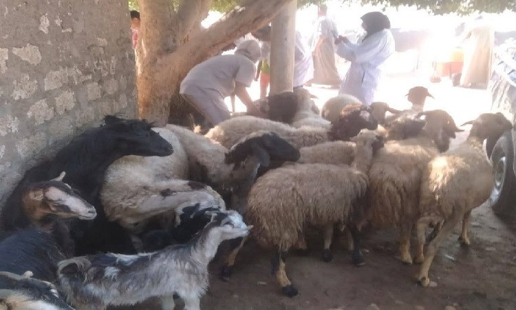 تحصين 181 ألف ماشية ضد الأمراض الوبائية لحماية الثروة الحيوانية بالمني