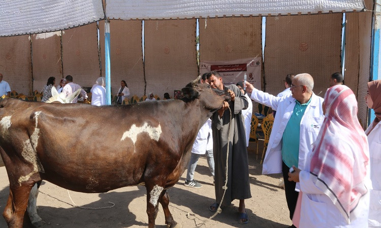 جامعة الفيوم تنظم قافلة بيطرية بقرية سنوفر مركز الفيوم