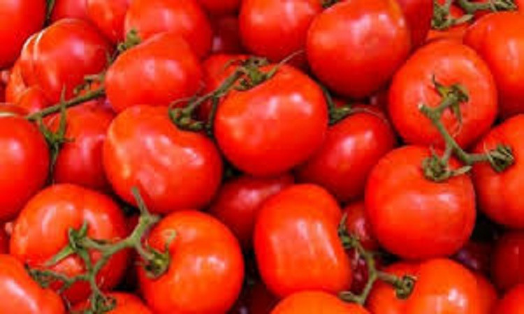 الزراعة تنفي شائعة رش الطماطم بالإيثيلين وتوضح أسباب ظهور اللون الأبيض