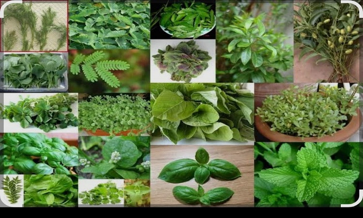 مهرجان النباتات