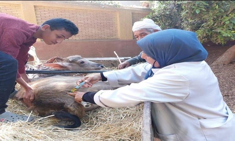 بيطري القليوبية تنظم قافلة علاجية مجانية بقرية صنافير