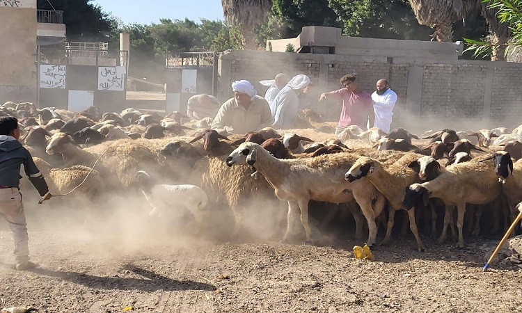 محافظ القليوبية يتابع جهود الحملة القومية لتحصين الثروة الحيوانية