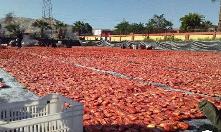 مجمع الصناعات الغذائية بالأقصر يطلق مشروع إنتاج عجينة الطماطم
