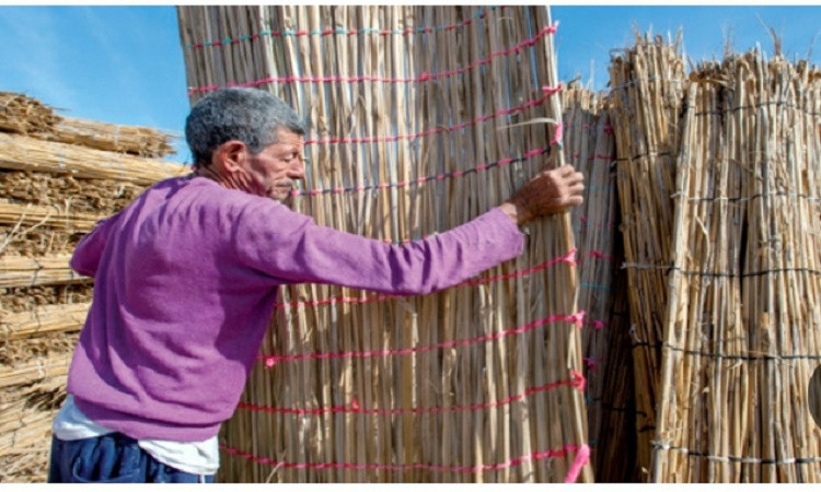 تجربة مصرية رائدة باستخدام البوص في مواجهة تغير المناخ