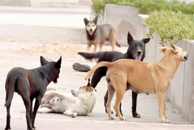 الكلاب الضالة