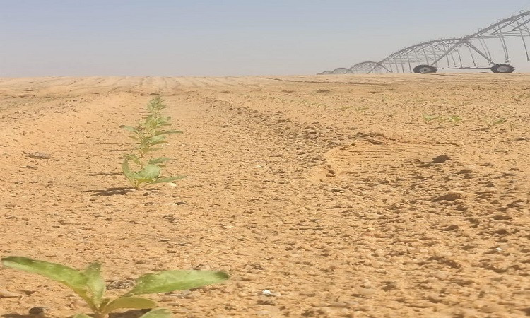 جهاز مستقبل مصر