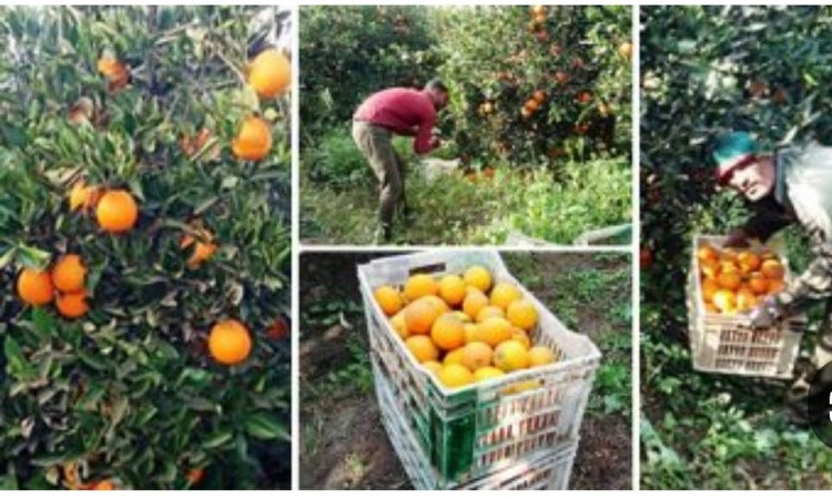 د.محمد المنسي: ثقة دولية متزايدة في جودة المنتج المصري