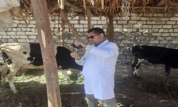محافظ المنيا: تحصين 238 ألف رأس ماشية ضمن الحملة القومية