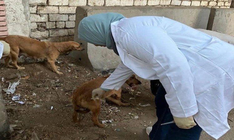 بيطري المنيا يُطلق حملة لتحصين الكلاب ضمن استراتيجية