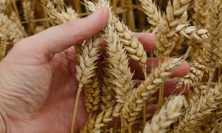 الحكومة تنفي نقص تقاوي وأسمدة القمح وتؤكد توافرها بالمنافذ الرسمية