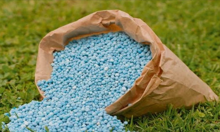 الحكومة تنفي نقص تقاوي وأسمدة القمح وتؤكد توافرها بالمنافذ الرسمية