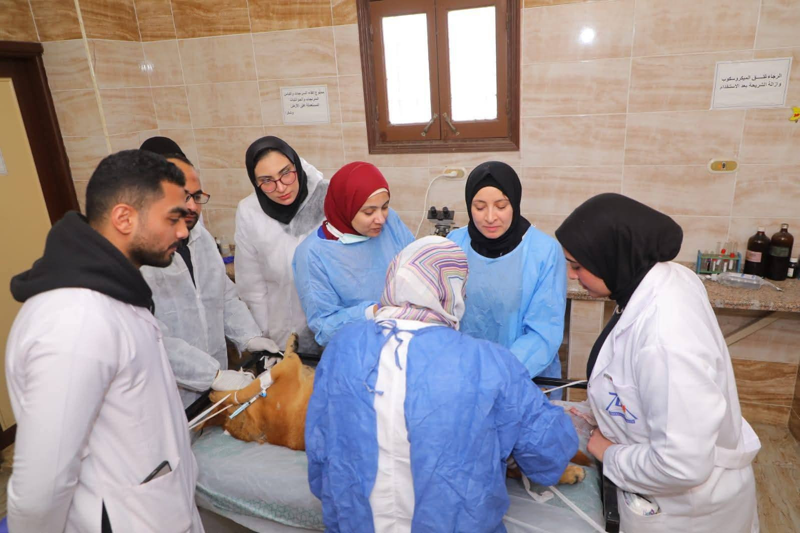 تطعيم الكلاب