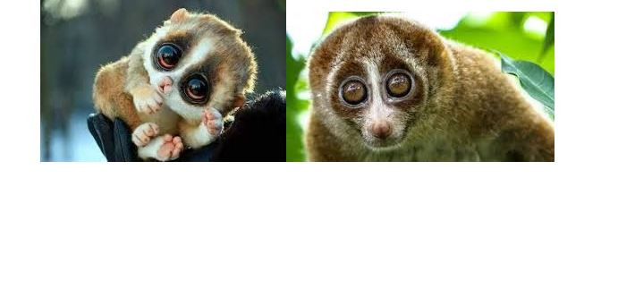 الحيوانات البرية