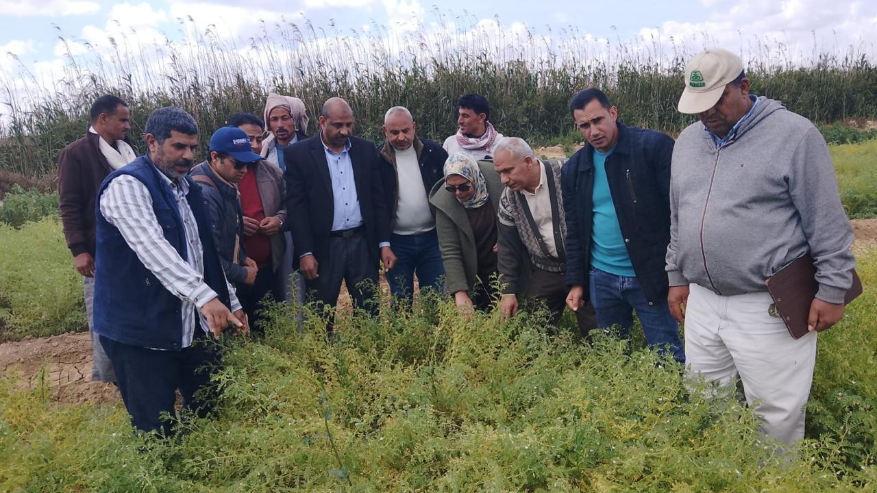 برامج انتاج التقاوي