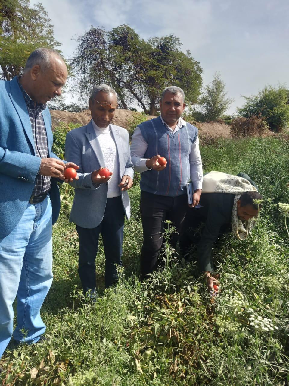 هجن الطماطم