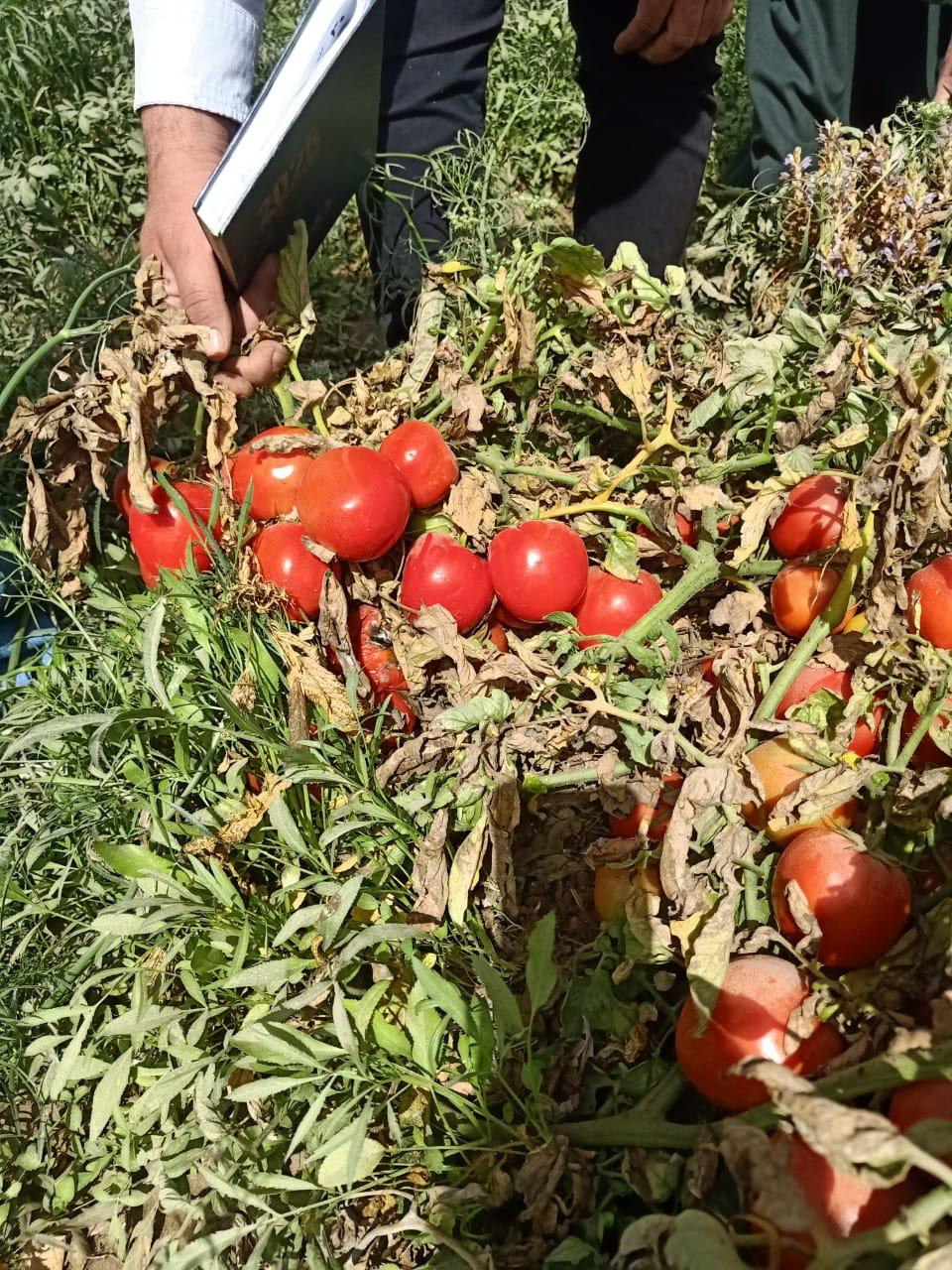 هجن الطماطم