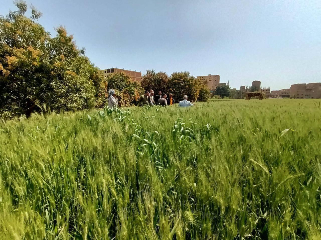 استصلاح الاراضي