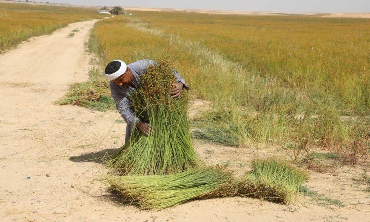 محافظ المنيا يشهد حصاد 600 فدان كتان بقرية &laquo;بلنصورة&raquo;&nbsp;