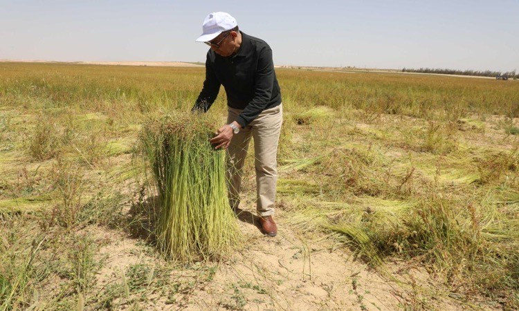 محافظ المنيا يشهد حصاد 600 فدان كتان بقرية &laquo;بلنصورة&raquo;&nbsp;