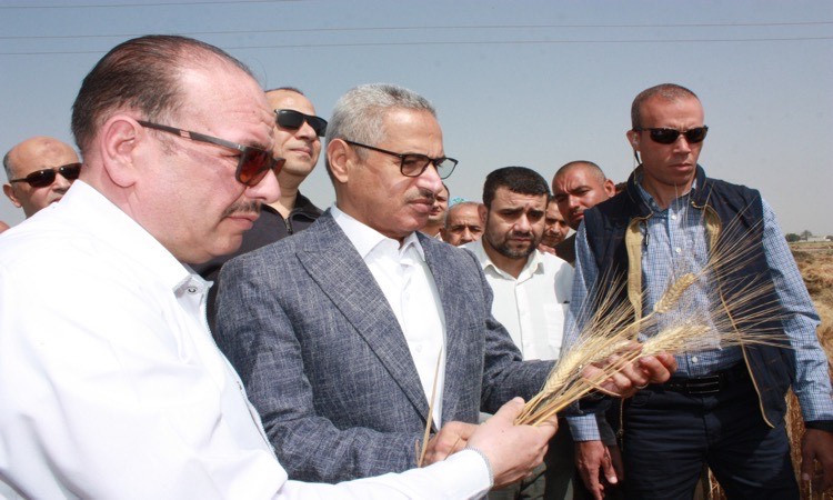 محافظ بني سويف يشهد انطلاق موسم حصاد القمح بقرية 