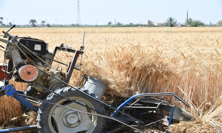 محافظ الفيوم يفتتح موسم حصاد القمح بأحد الحقول الزراعية&nbsp;بقصر رشوان