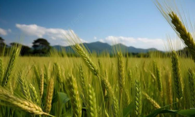 محصول القمح