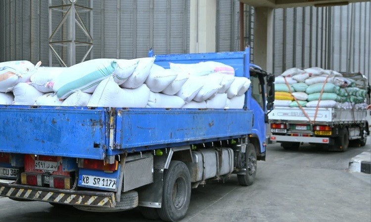 محافظ البحيرة: منظومة توريد القمح تعمل بكفاءة عالية وتسهيلات مستمرة لل