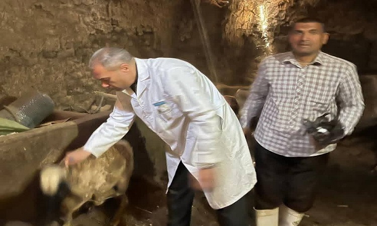 محافظ المنوفية: تحصين أكثر من 37 ألف رأس ماشية ضد مرض الحمى القلاعية