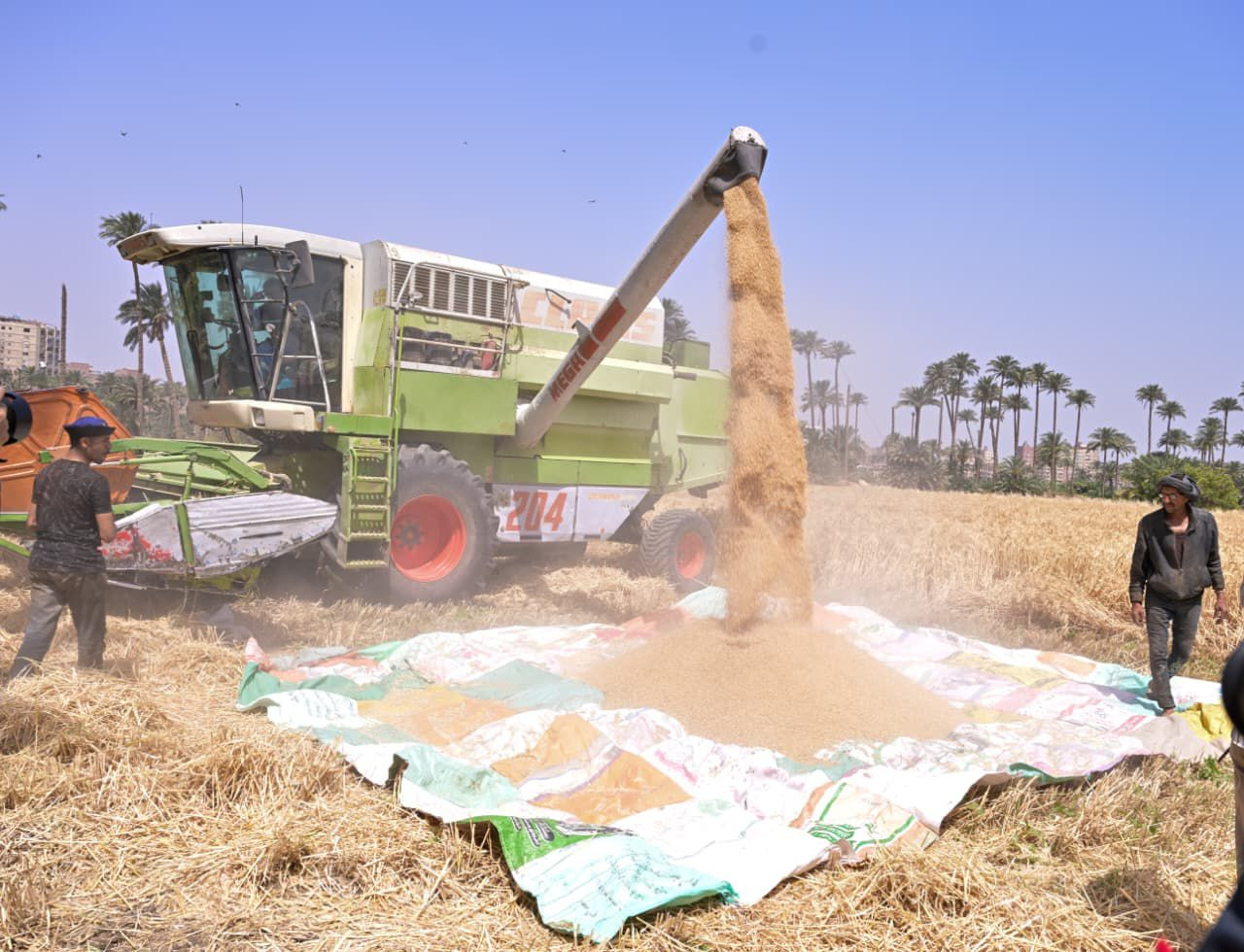 الجامعة