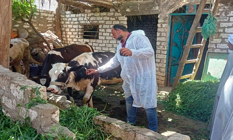 تحصين 89 ألف رأس ماشية ضد الحمى القلاعية وحمى الوادي المتصدع بالمنيا