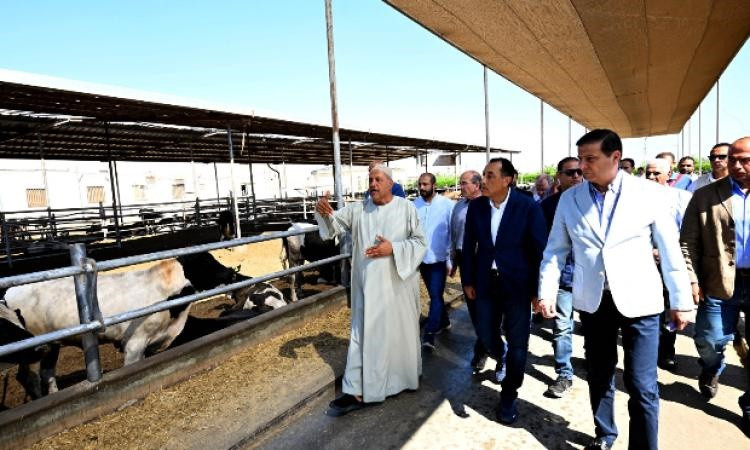 رئيس الوزراء يتابع مشروعات الزراعة والإنتاج الحيواني في ثلاث محافظات