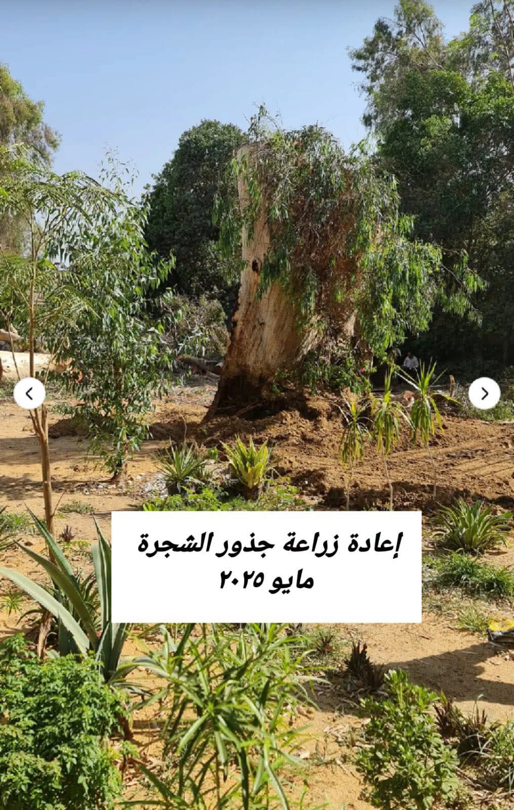 قطع الأشجار