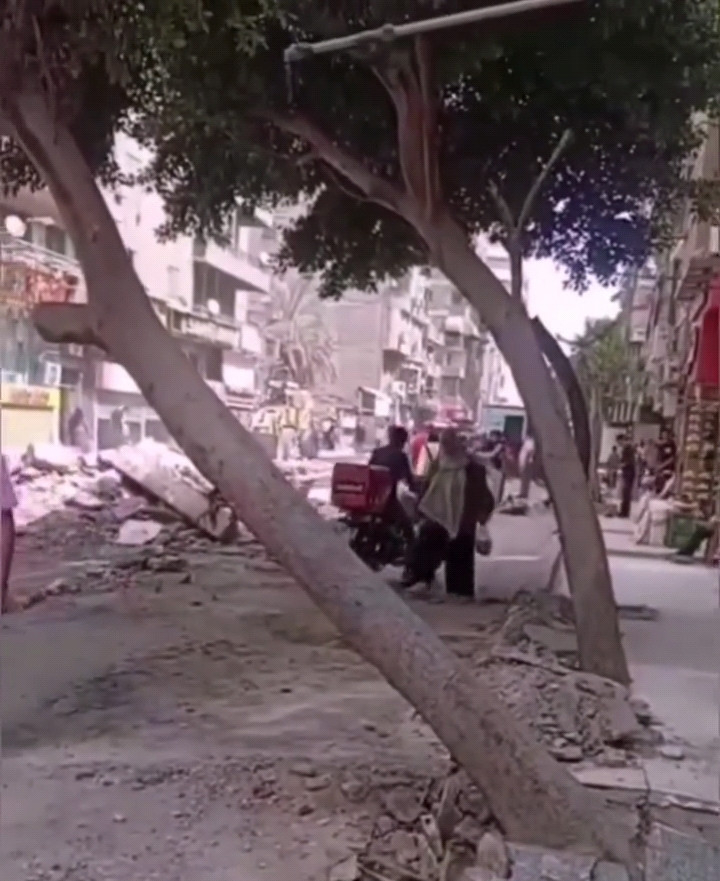 شجرة عين شمس