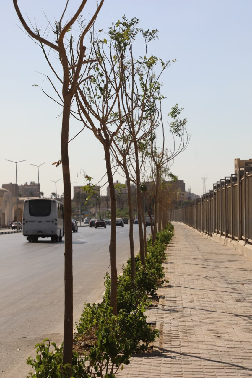 تخضير القاهرة
