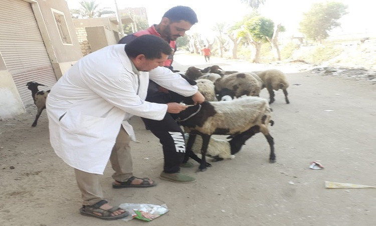 بيطري المنيا يقدم 1242 خدمة علاجية مجانية في 3 قرى